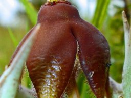 Orbea